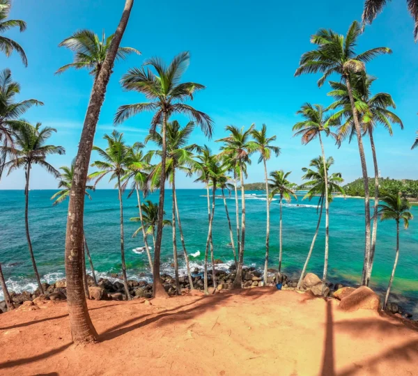mirissa beach-coconut tree hill mirissa