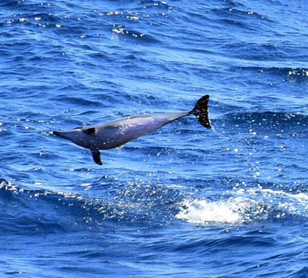 mirissa-whale-watching-tour