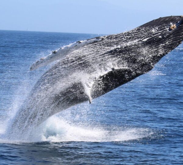 whale watching-mirissa