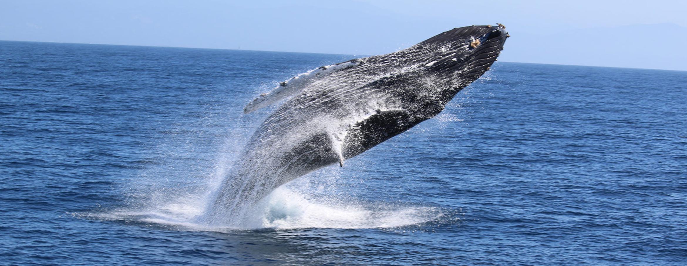 srilanka-mirissa-day-tour-whale-watching