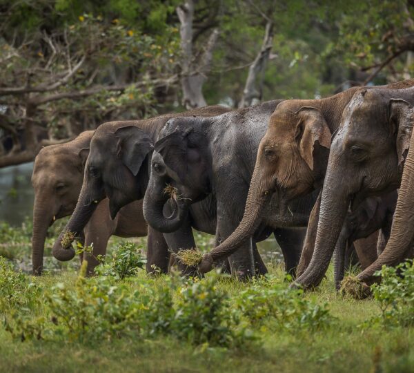 udawalawa-sri lanka