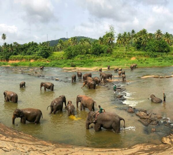 visit-udawalawa-sri lanka