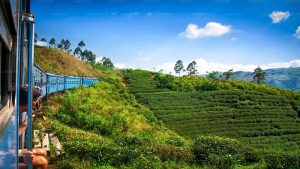 tea view-srilanka