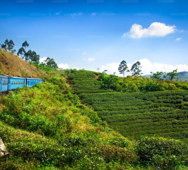 tea view-srilanka