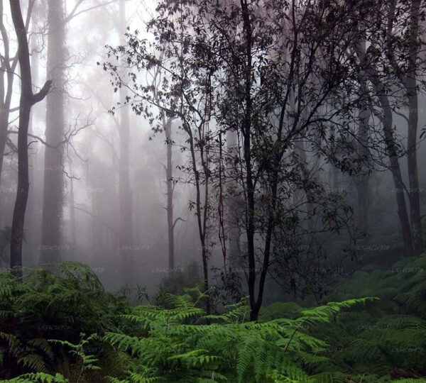 sinharaja-srilanka