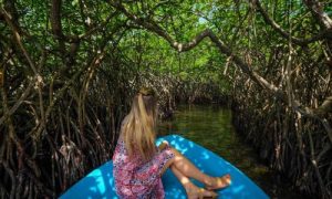 Bentota river cruise