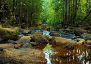 sinharaja-rainforest-day-tour-taxiscyelon