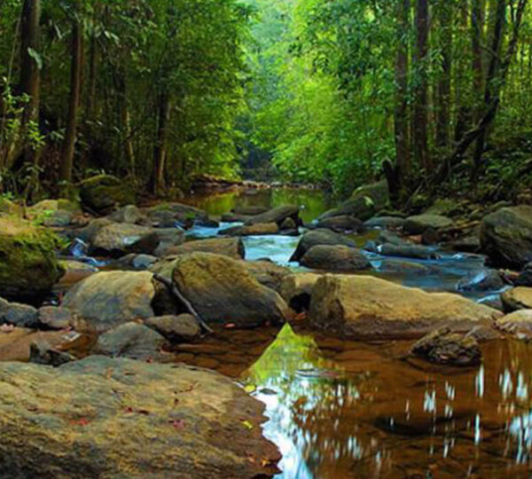 sinharaja-rainforest-day-tour-taxiscyelon