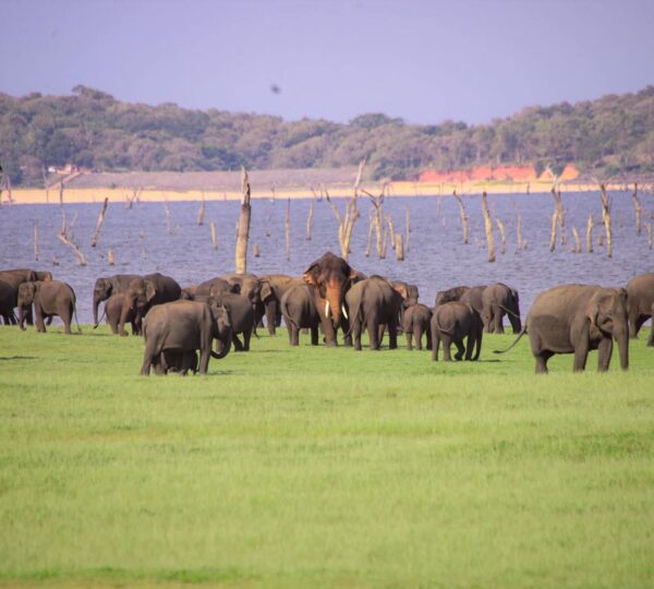 polannaruwa-srilanka