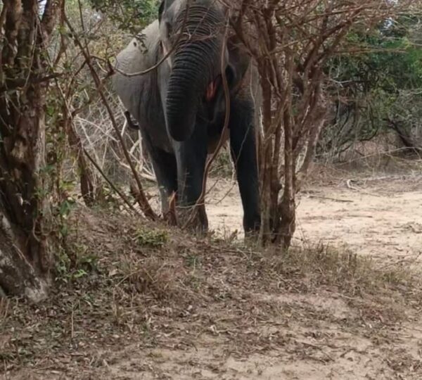 yala-safari