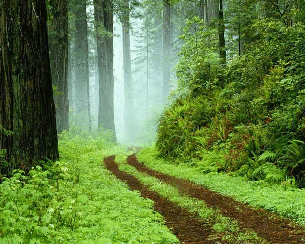 sinharaja-rainforest-srilnaka