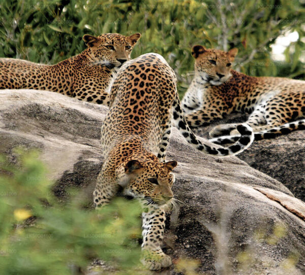 yala national park