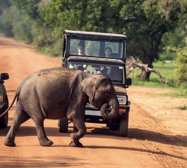 yala-safari