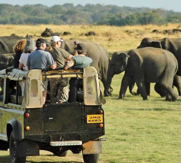 yala-safari